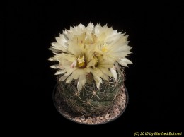 Coryphantha pallida 192